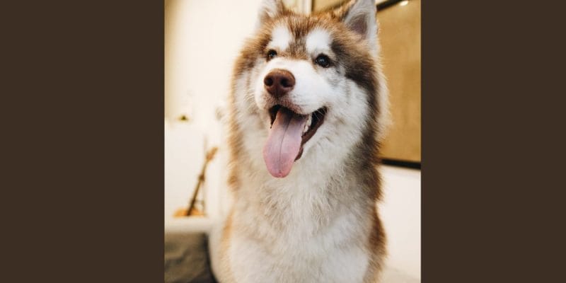 Choosing the "Best dog treats for husk puppy" right treats for your Husky puppy can be a daunting task with the myriad of options available. However, understanding their dietary needs and preferences can make this process much smoother.