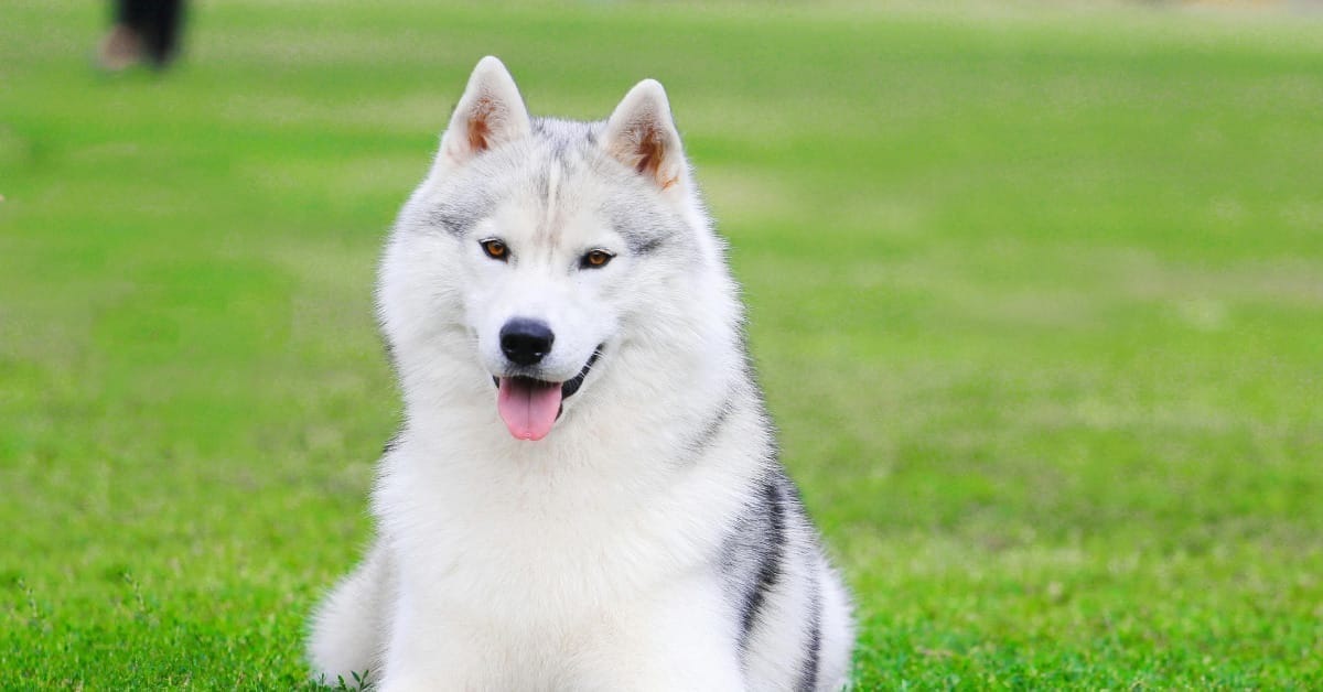 7 Best Dog Treats For Husky Puppy