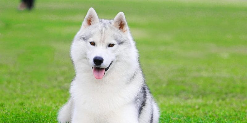 Choosing the "Best dog treats for husk puppy" right treats for your Husky puppy can be a daunting task with the myriad of options available. However, understanding their dietary needs and preferences can make this process much smoother.