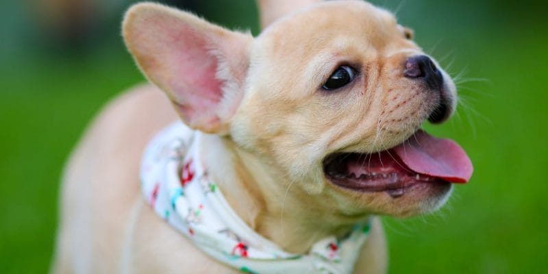 Best supplements for French Bulldogs, with their lovable personalities and distinctive bat ears, are cherished companions that deserve the best care. Beyond a balanced diet, supplements can play a vital role in supporting their overall health. Let's explore the top-notch supplements that can give your Frenchie an extra boost in well-being.