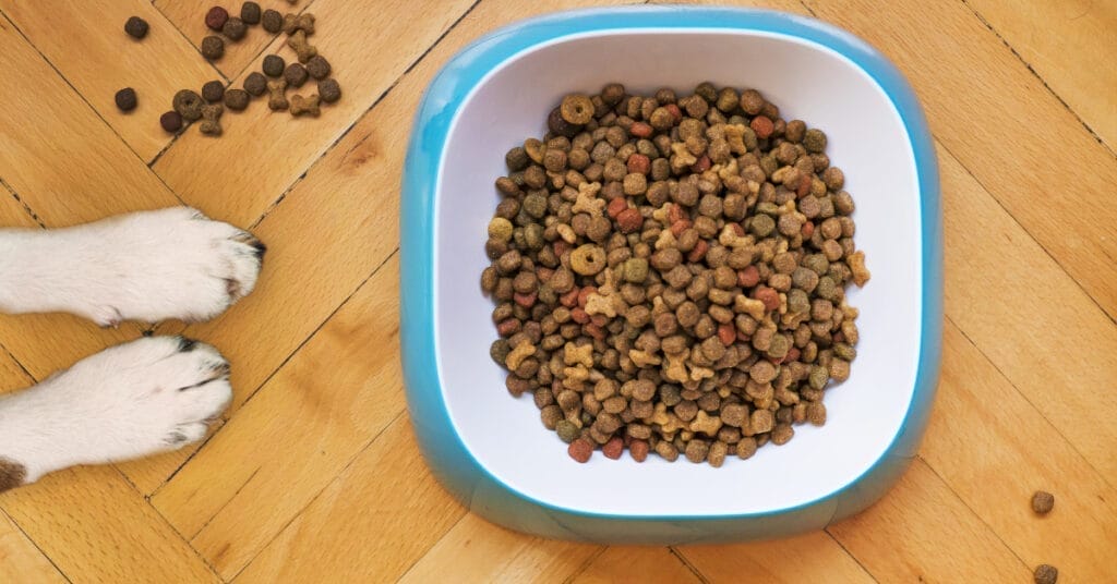 "How do I get my dog to chew his food?"