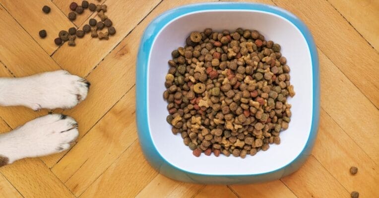 How Do I Get My Dog to Chew His Food (Practical tips)