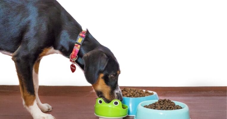 how many calories in cup of dog food