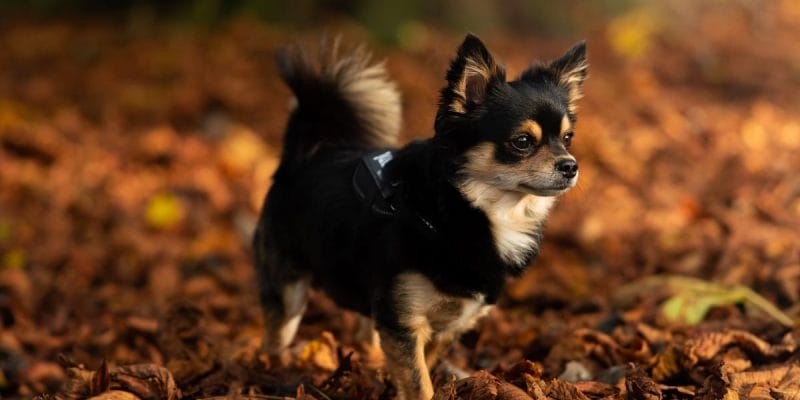 understanding "How much food to feed a chihuahua" them. Despite their small size, Chihuahuas have unique nutritional needs that warrant careful consideration. Let's dive into the specifics to ensure your little friend gets the right amount of nourishment.