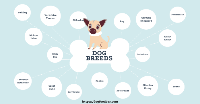 understanding how much food to feed them. Despite their small size, Chihuahuas have unique nutritional needs that warrant careful consideration. Let's dive into the specifics to ensure your little friend gets the right amount of nourishment.