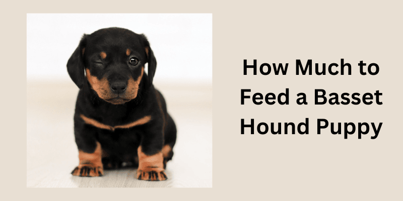 How Much to Feed a Basset Hound Puppy