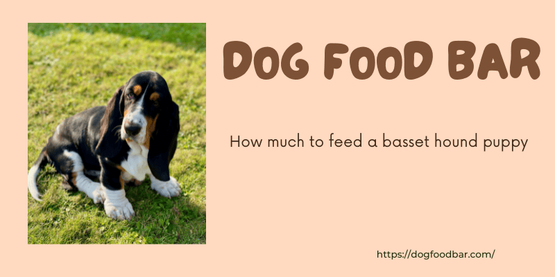 "How much to feed a basset hound puppy" understanding their dietary needs becomes paramount to ensure their growth, health, and overall well-being.