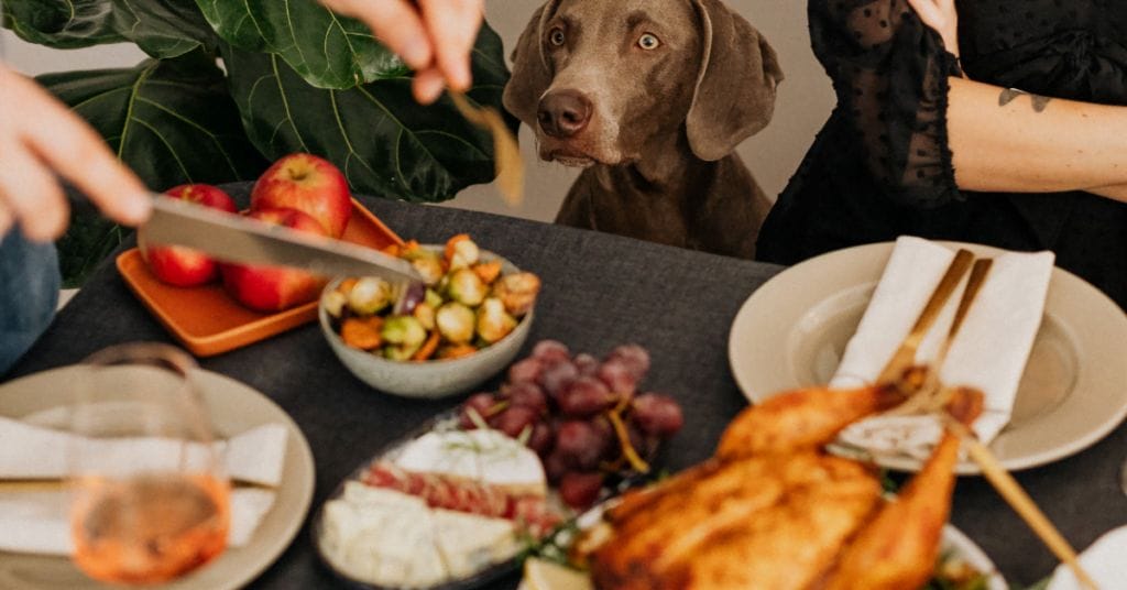 As devoted pet parents, ensuring the well-being of our furry companions is at the forefront of our priorities. In this guide will walk you through the importance of fiber, signs of a fiber-deficient diet, and practical strategies for seamlessly incorporating "How to add fiber to dog food"