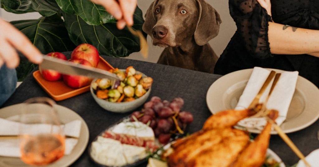 How To Add Fiber To Dog Food As devoted pet parents, ensuring the well-being of our furry companions is at the forefront of our priorities. In this guide will walk you through the importance of fiber, signs of a fiber-deficient diet, and practical strategies for seamlessly incorporating "How to add fiber to dog food"