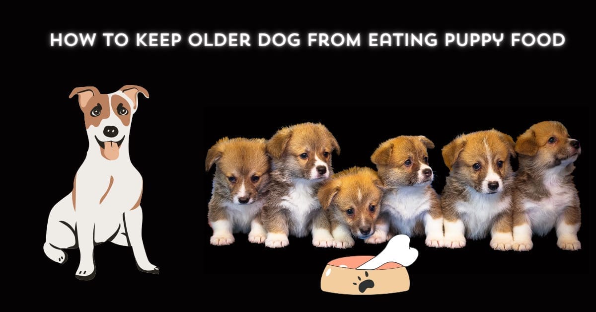 “How To Keep Older Dog From Eating Puppy Food”