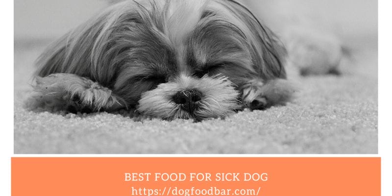 In this guide, we'll explore the "Best Food For Sick Dog" Focusing on nutrition, palatability, and ease of digestion.