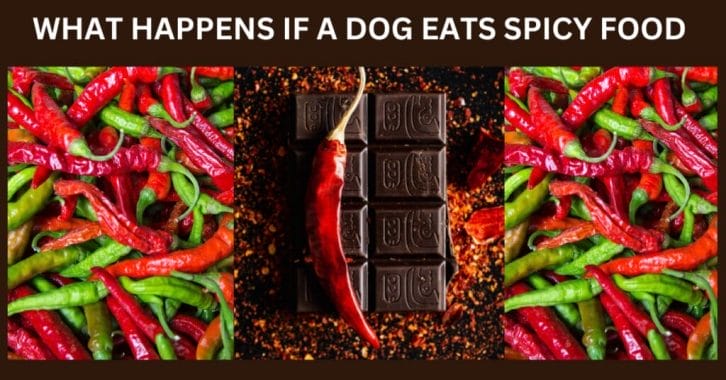 what happens if a dog eats spicy food