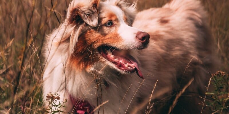 In this guide, we'll explore seven top-rated Amazon brands that offer the best dog food for Australian Shepherds.