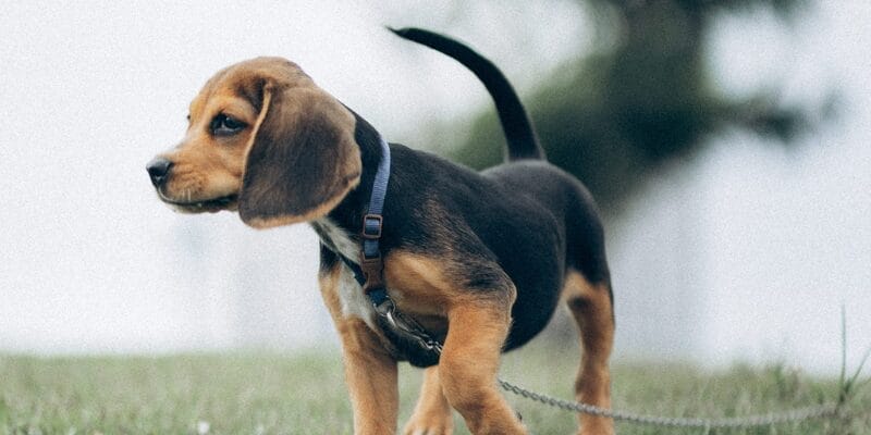 top 10 best dog food for beagles
