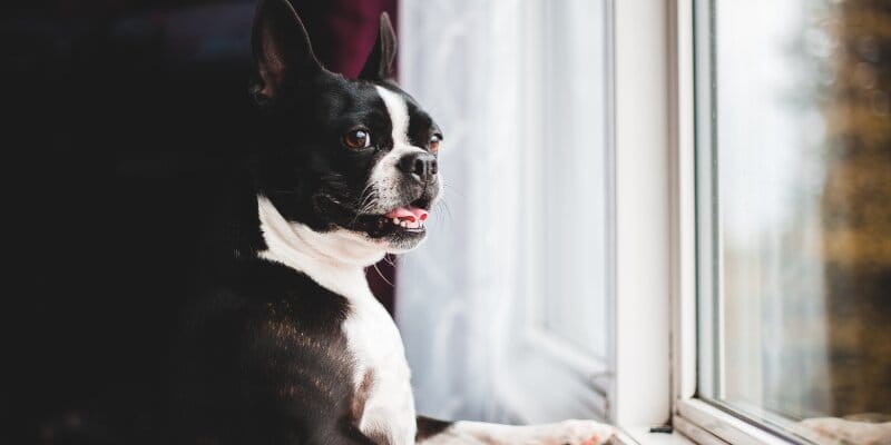 Best dog food for Boston terriers 