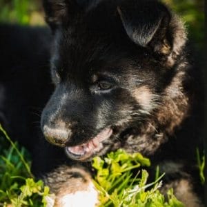 best dog food for german shepherd puppy