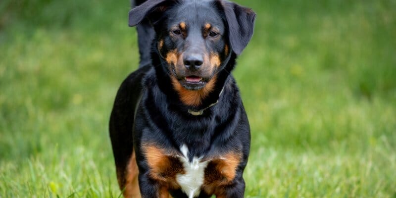 best dog treat for Rottweilers