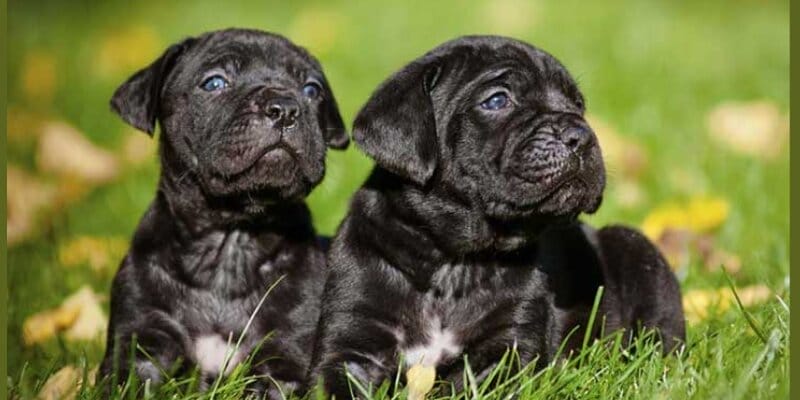 How Much Should a Cane Corso Puppy Eat
