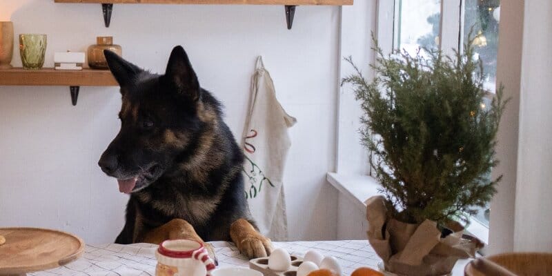 10-worst-dog-food-for-german-shepherd-dogfoodbar