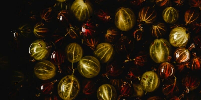 Can dogs eat gooseberries