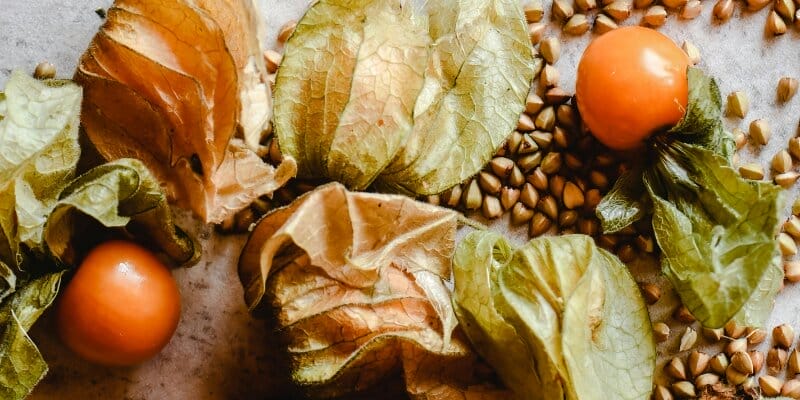 can dogs eat Gooseberries