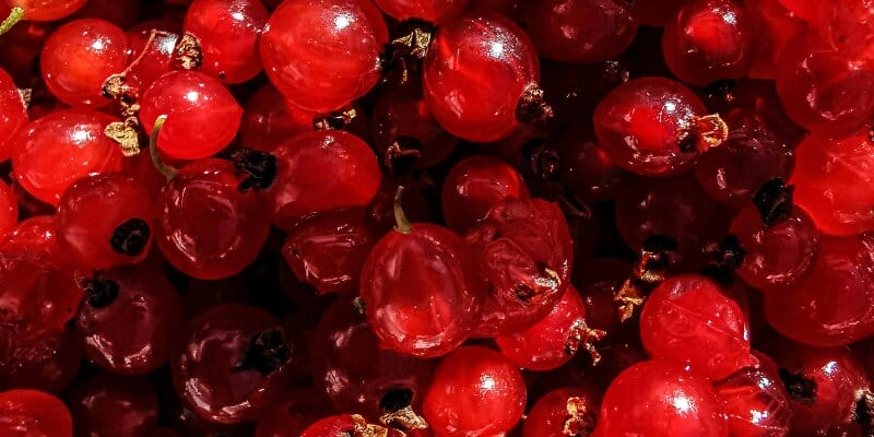 Can dogs eat Gooseberries