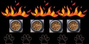 Can Dry Dog Food Go Bad In Heat 