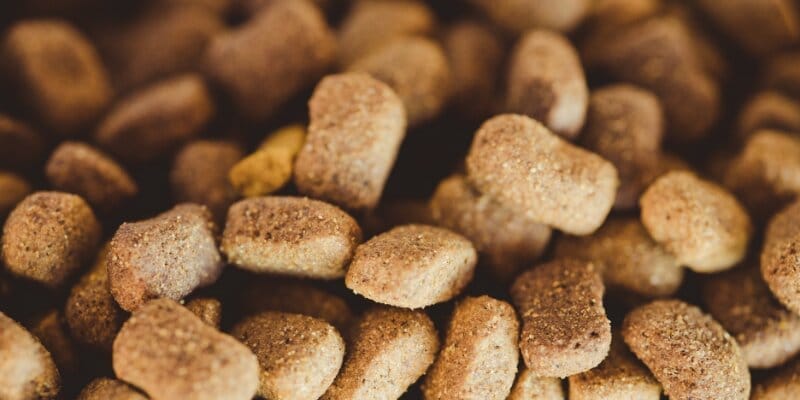 Can Dry Dog Food Go Bad In Heat