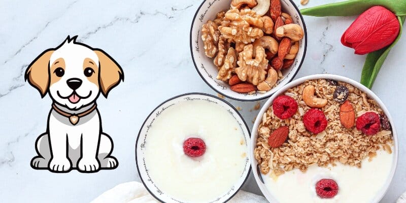 Can Dogs Have Cashew Yogurt (8 RISK)