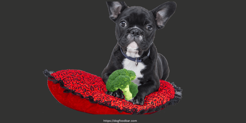 can frenchies eat broccoli
