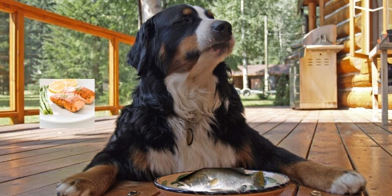 “4 Benefits Dried Fish For Dogs”