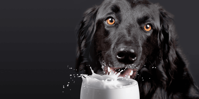Top Goat Milk Frozen Dog Treats (2024)