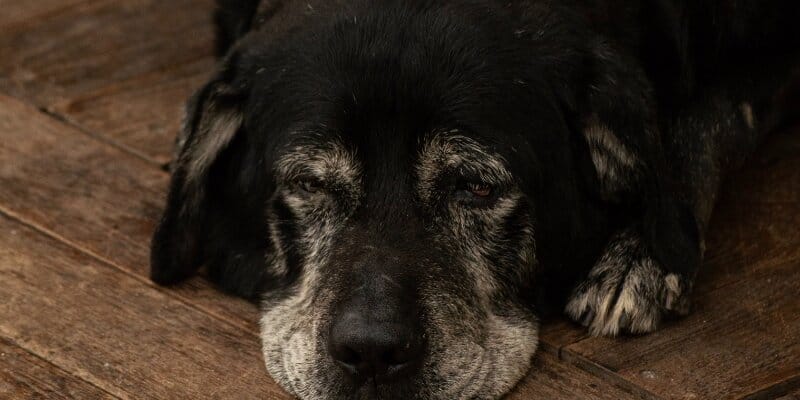homemade dog food for senior dogs