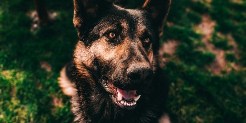 homemade dog food for senior dogs