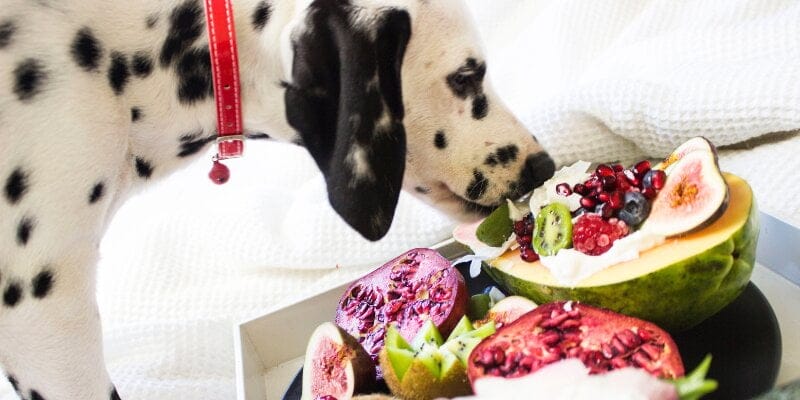 homemade food for dogs with liver disease