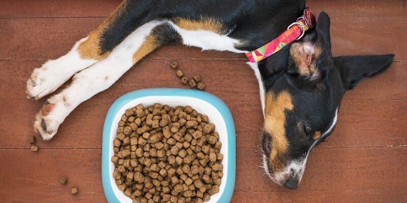 Many pet owners wonder, "How long can wet dog food sit out?" Once that can or pouch is opened, the clock starts ticking. 
