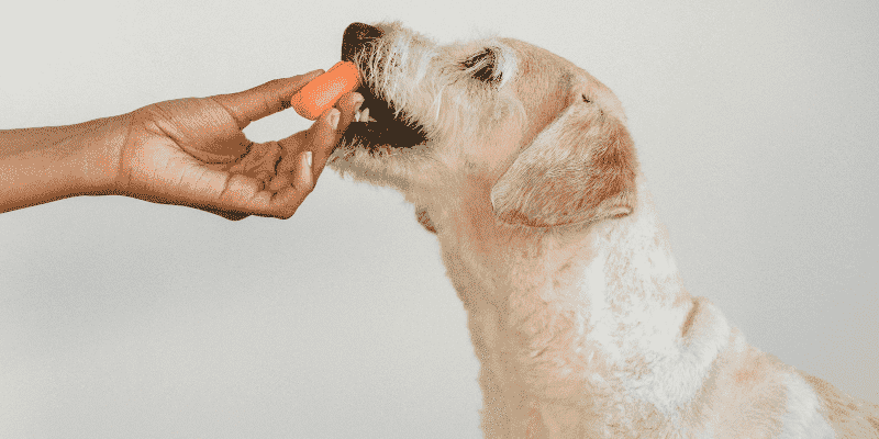 how much carrot can a dog eat 