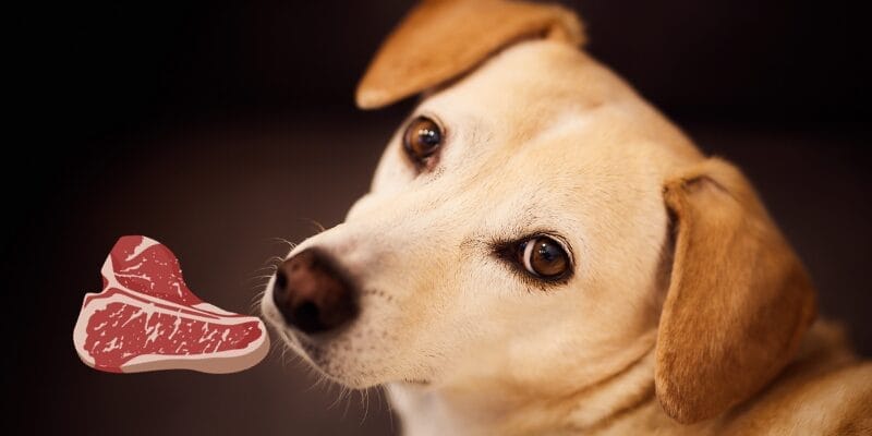 "How to transition dog to raw food diet" 