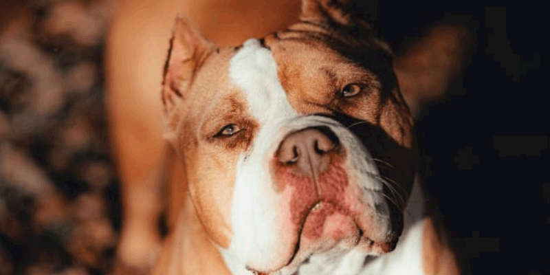 best dog food for american bully