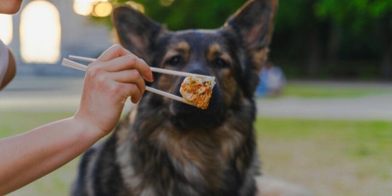 how much human food can dogs eat 
