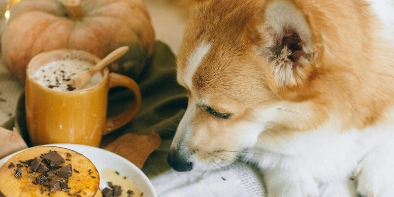 how much human food can dogs eat