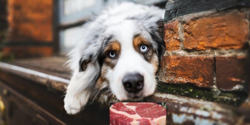 how much meat should dogs eat 